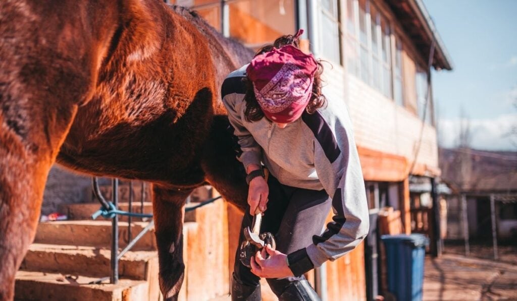 How Much do Farriers Make - Helpful Horse Hints