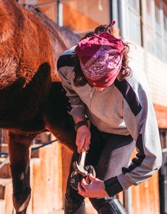 helpful-horse-hints-page-29-of-80-helpful-hints-tips-and-tricks
