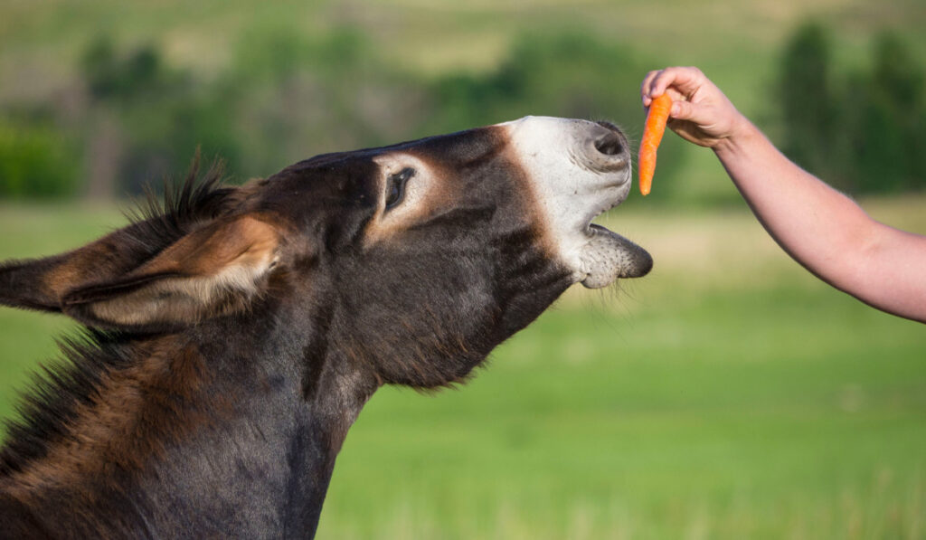 Feeding a wild donkey burro a carrot