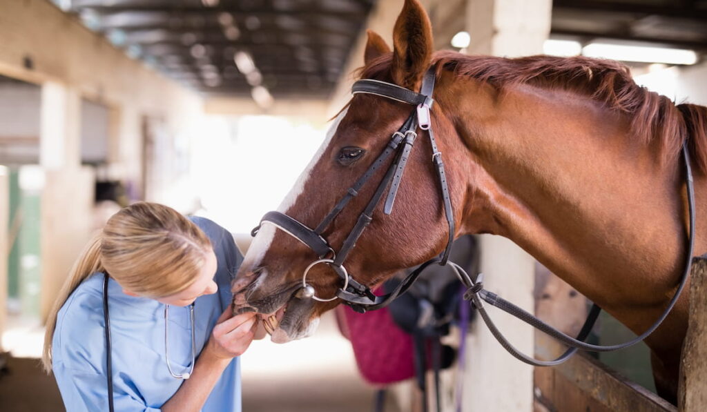 Female vet checking horse teeth while standing in stable
