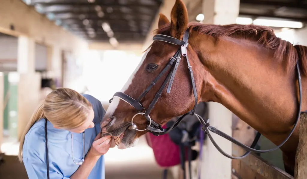 Female vet checking horse teeth while standing in stable