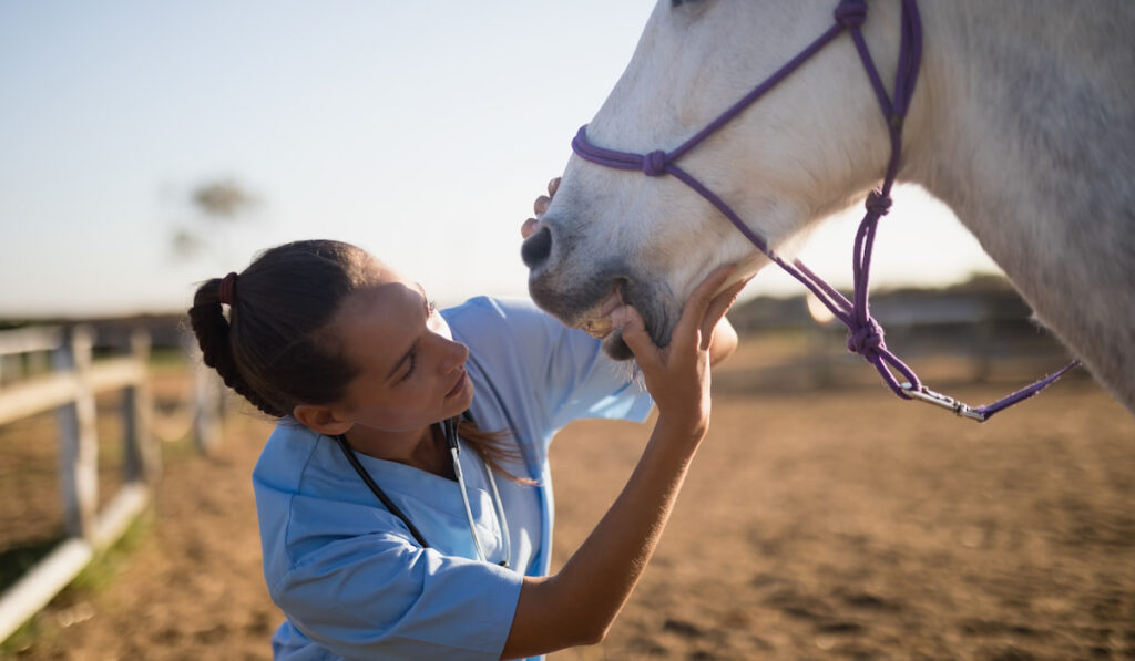 Female vet examining horse mouth