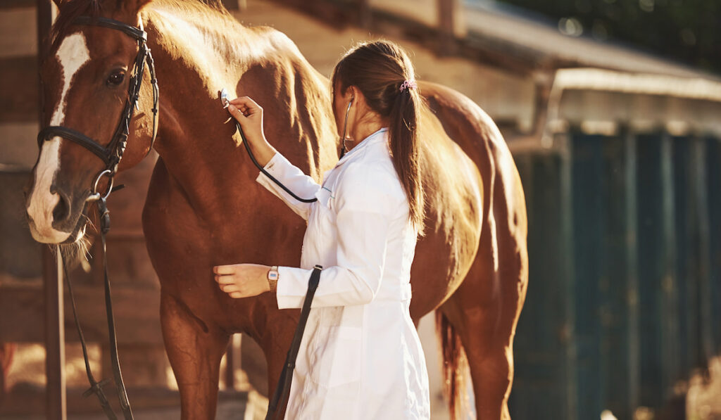 Female vet examining horse outdoors at the farm at daytime 