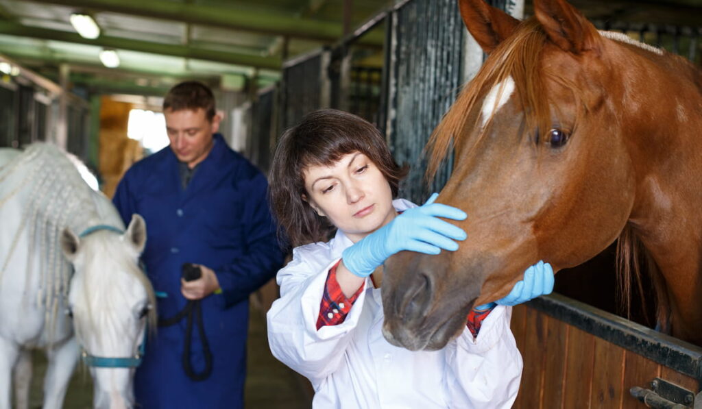Female vet giving medical exam to horse in stable