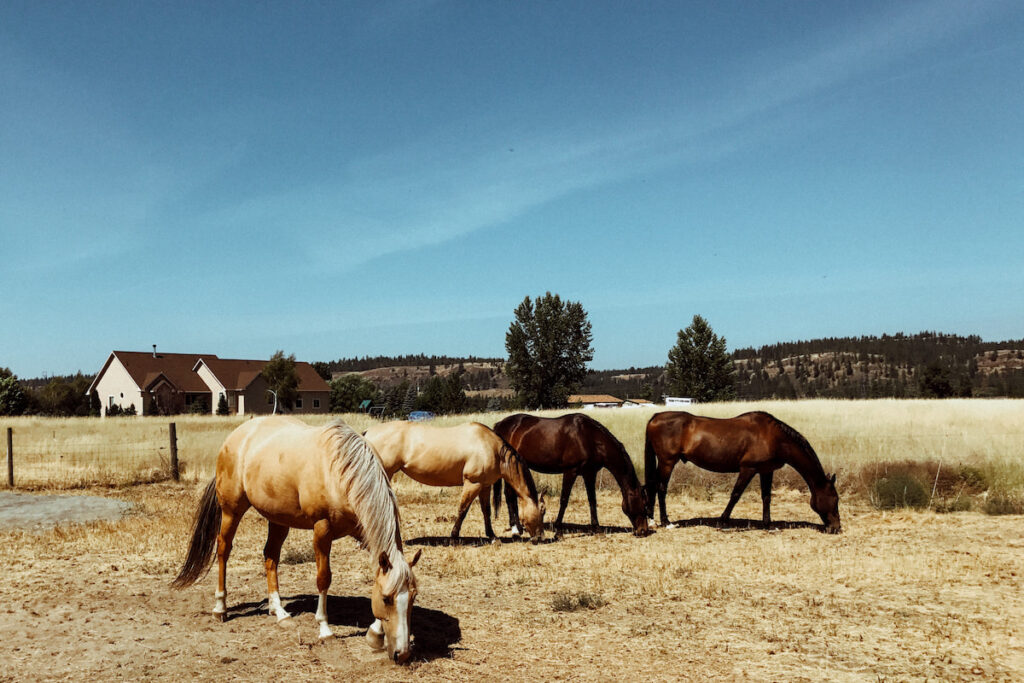 Field of Horses farm life 