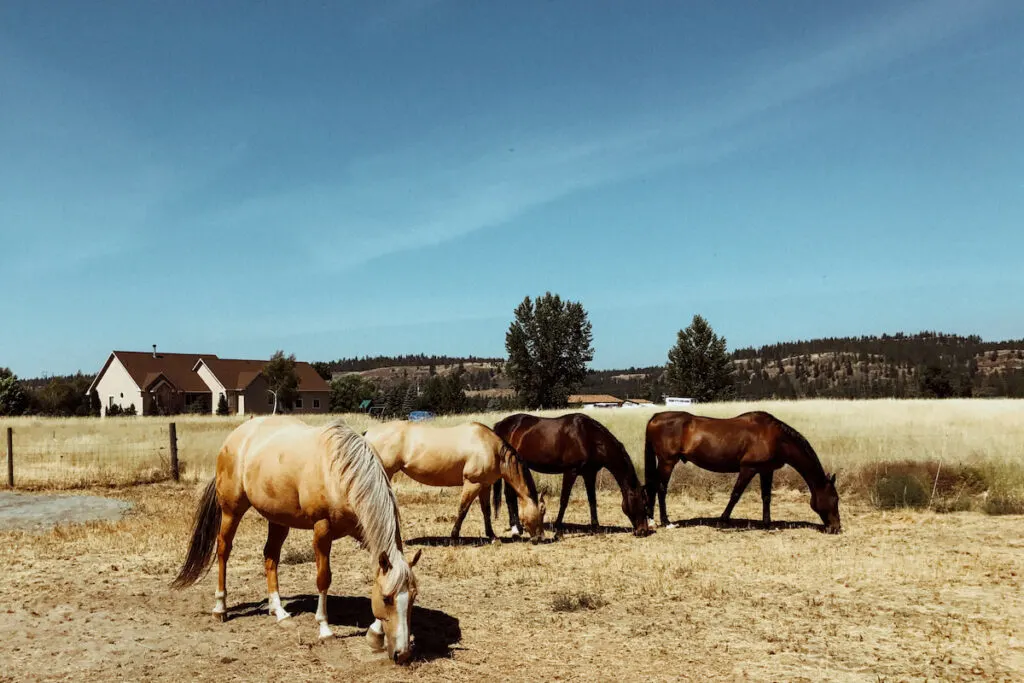 Field of Horses farm life