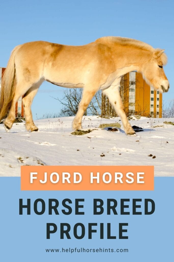 Pinterest pin - Fjord Horse Breed Profile - Size, Color & Unique Qualities