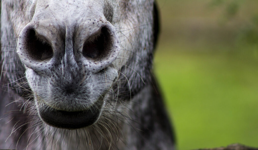 close-up photo of donkey nostrils 
