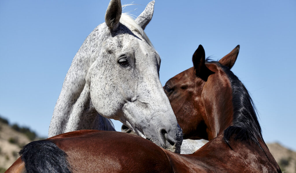 Flea Bitten horse grooming bay horse and brown horse with mountain background