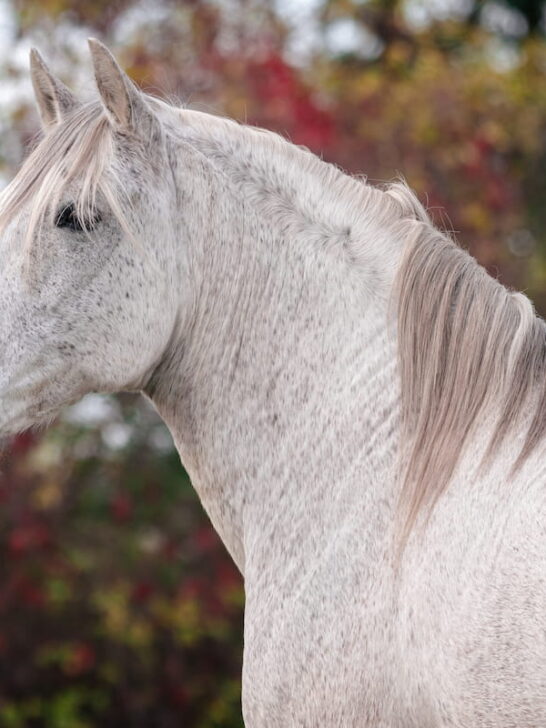 Flea bitten gray andalusian horse - ss230518