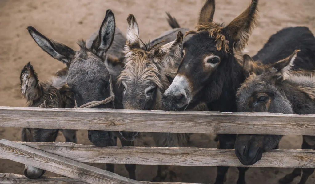 Flock of donkeys in the stall at the organic farm -