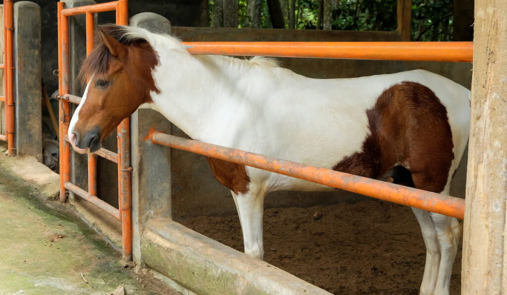 Foal at the stable door