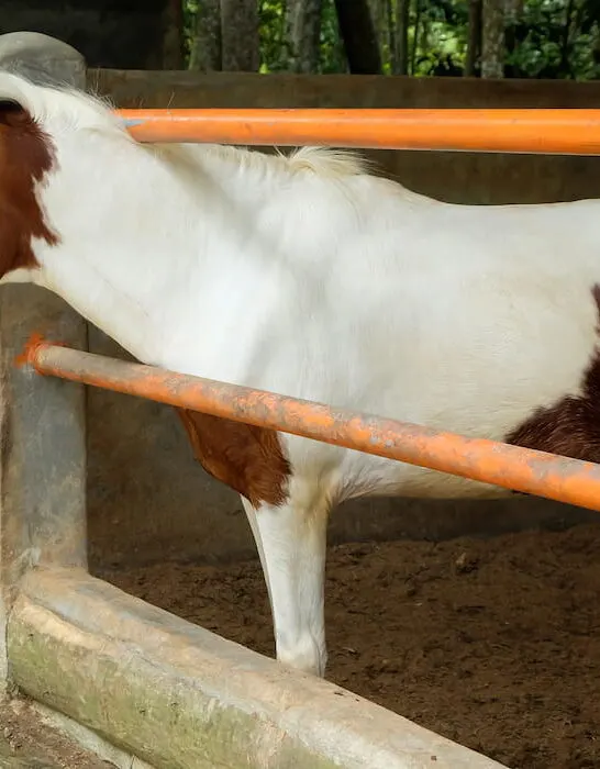 foal at the stable door of its stall