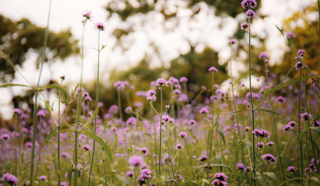 Forbs purple flower on field 