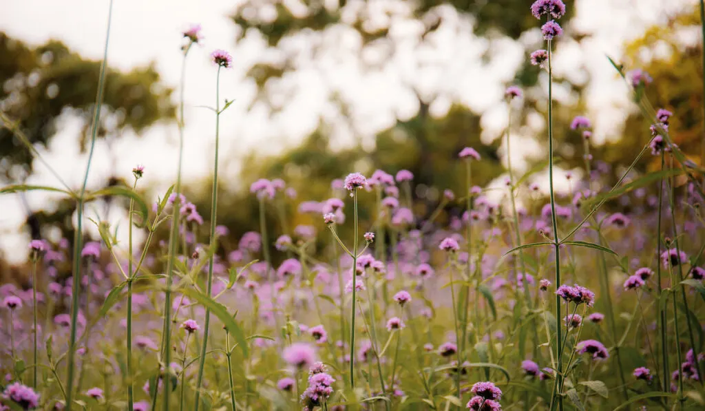 Forbs purple flower on field