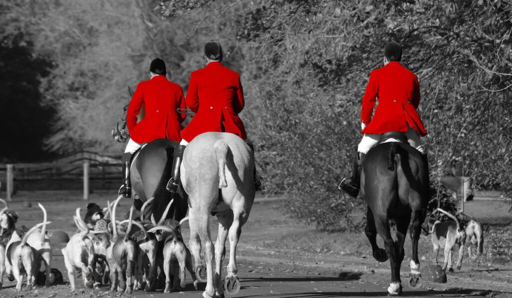 Fox hunt in England