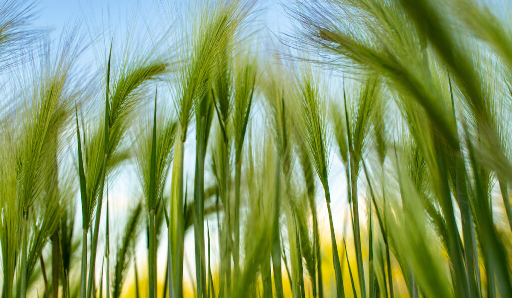 Foxtail barley, Hordeum jubatum Grass field against blue sky 