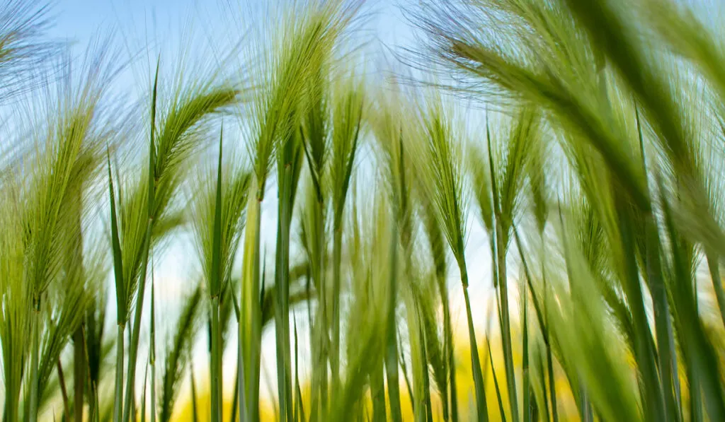 Foxtail barley, Hordeum jubatum Grass field against blue sky
