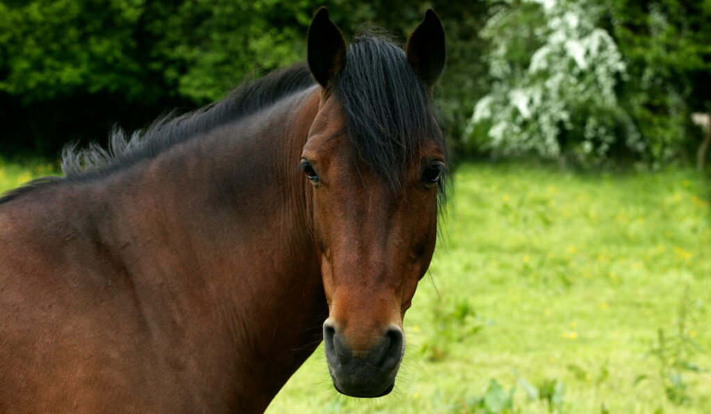 French Saddle Pony