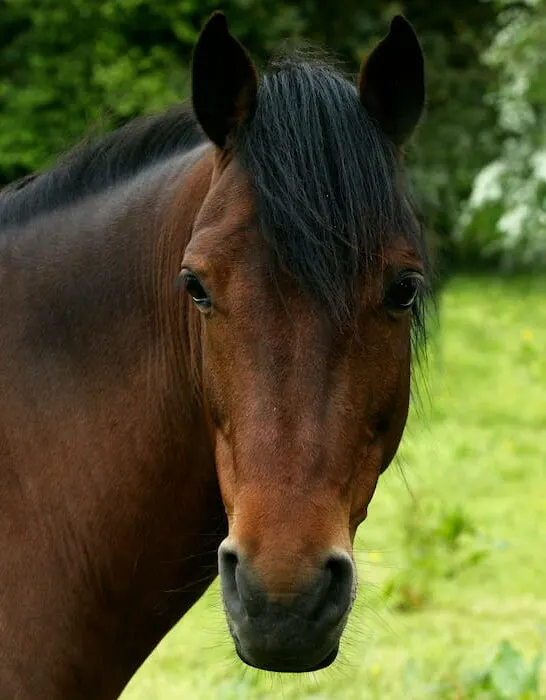 french saddle horse
