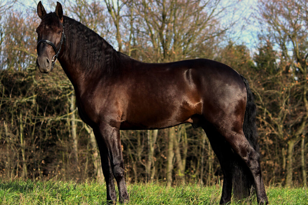 French Trotter horse against a backdrop of trees within a grassland