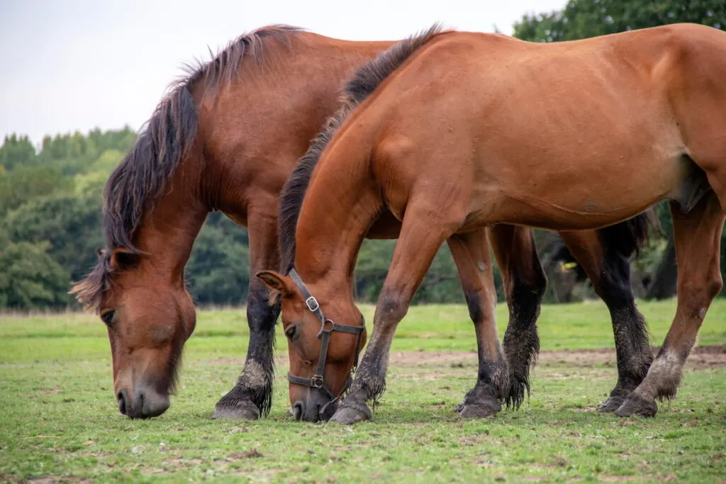 French saddle horses in the meadow 