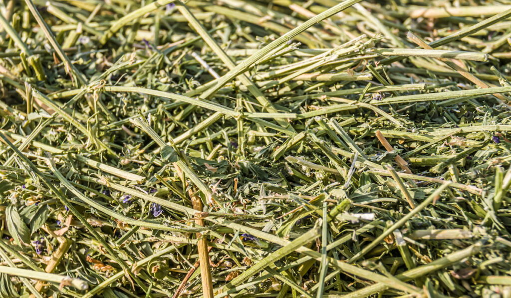 Fresh alfalfa hay 