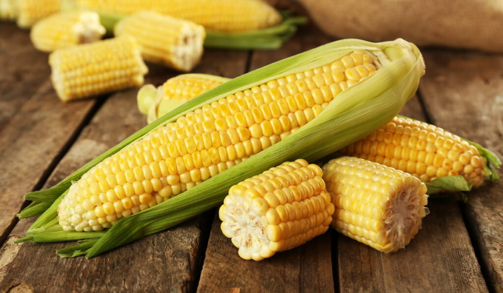 Fresh corn on cobs 