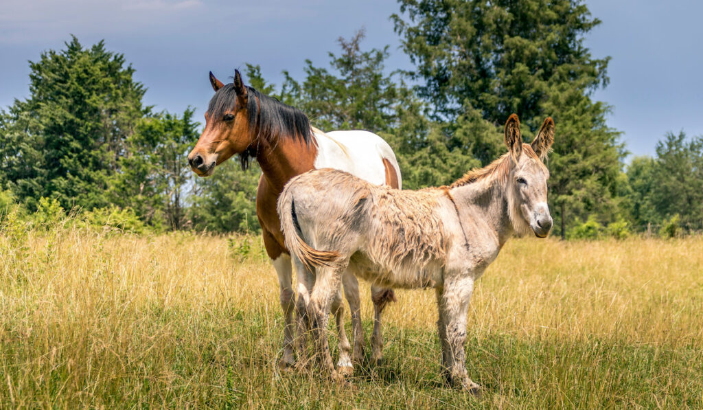 Friendly horse and donkey together in pasture
