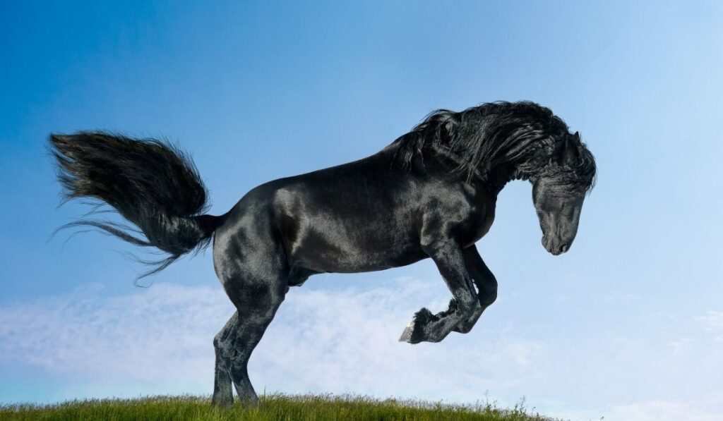 Friesian