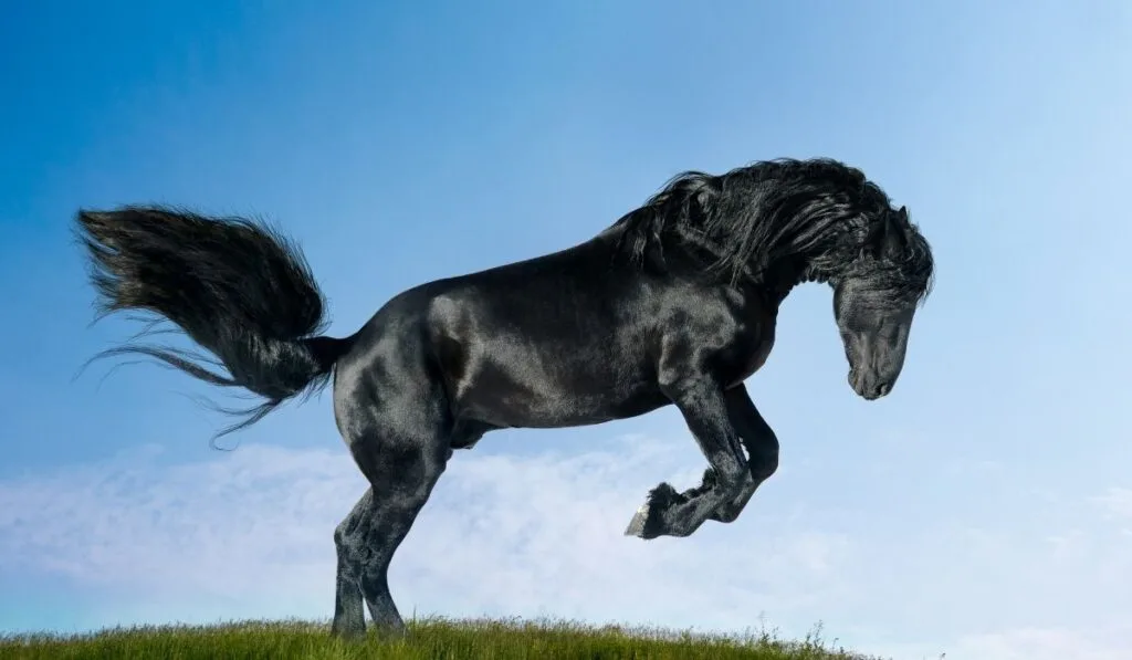 Friesian