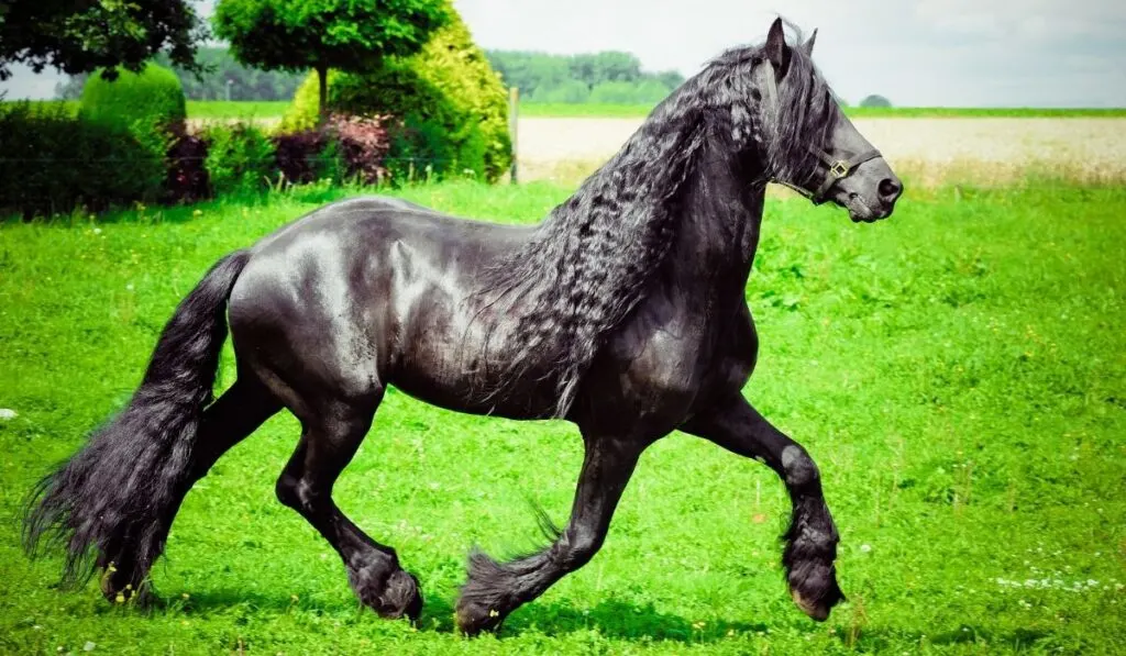 Friesian Horse