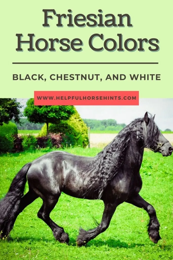 Pinterest pin - Friesian Horse Colors