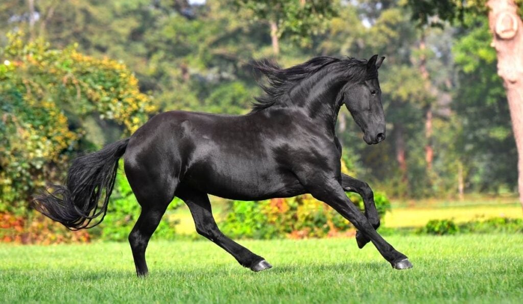 Running Friesian Horse 