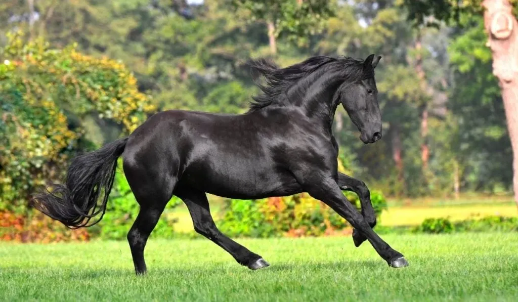 Friesian Horse