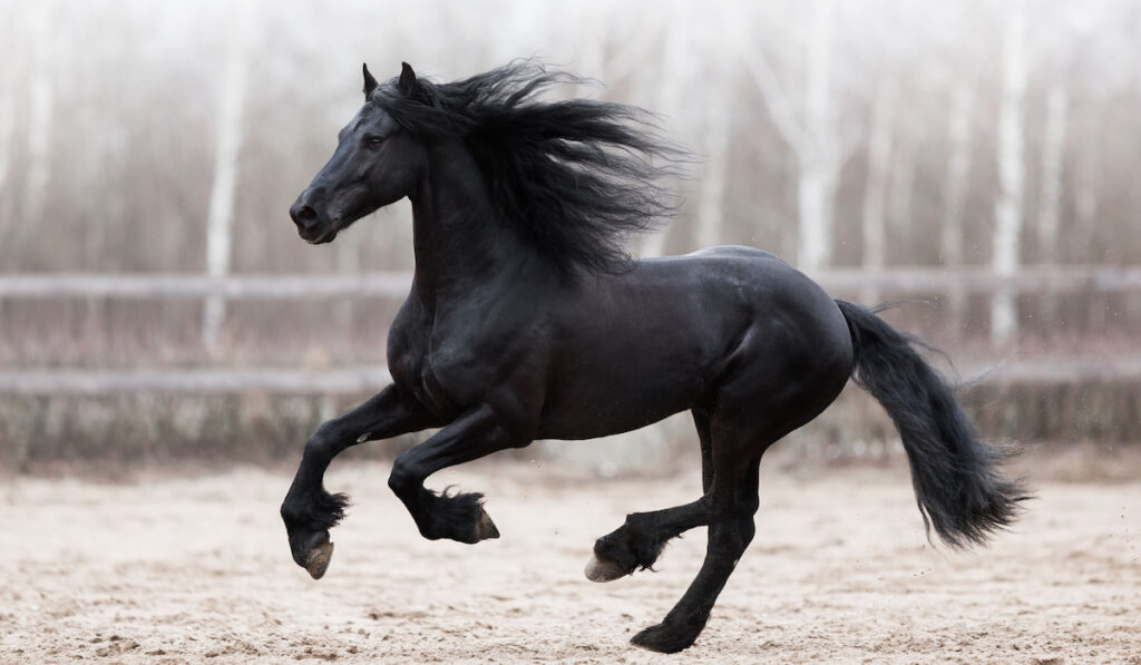 Friesian black horse runs gallop