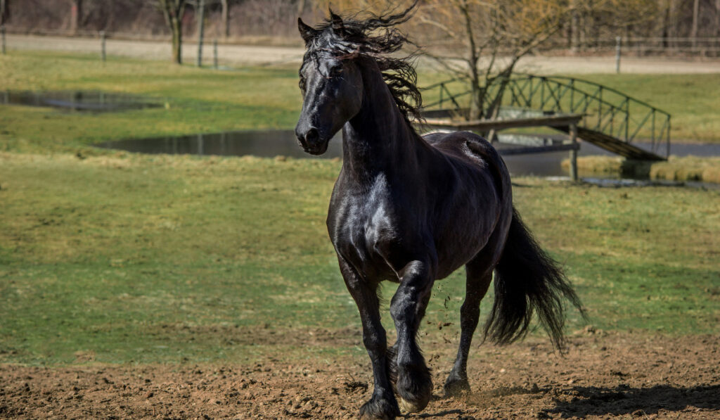 Black Friesian horse running on grass