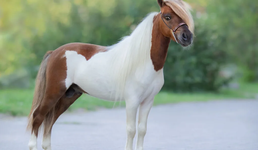 Full body portrait of skewbald Miniature Horse