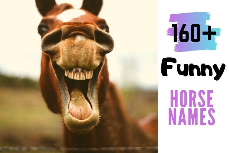 160+ Funny HORSE NAMES - Helpful Horse Hints 160+ Funny HORSE NAMES - Helpful Horse Hints
