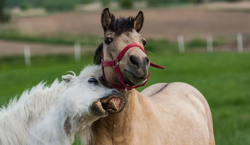 Funny horses face expression at the farm