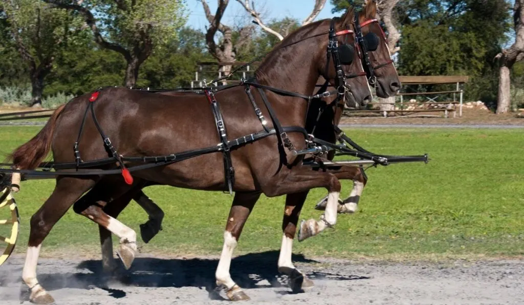 Gaited American Saddlebred Horse