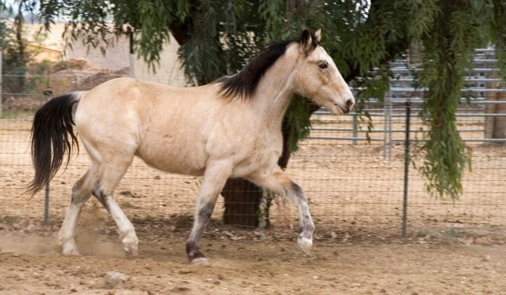Gaited Horse