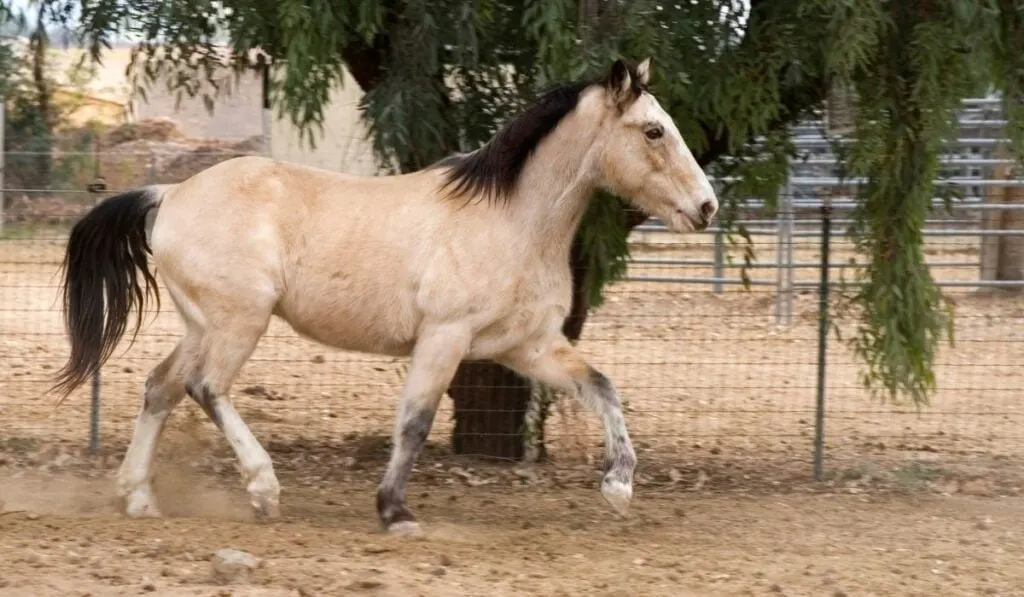 Gaited Horse