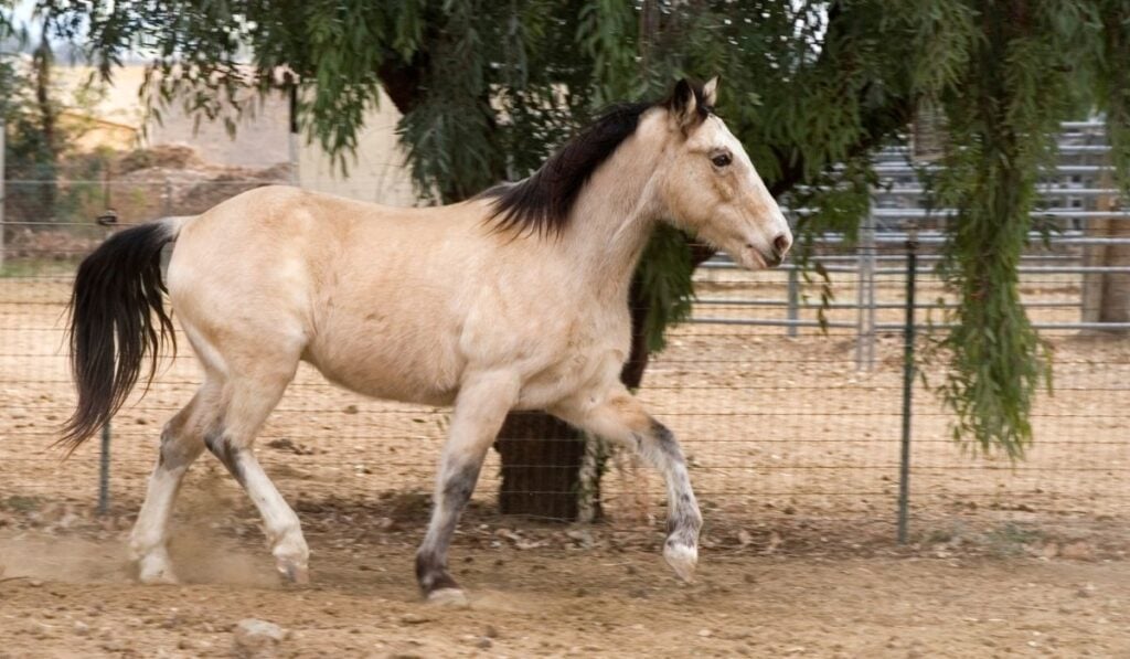 Gaited Horses