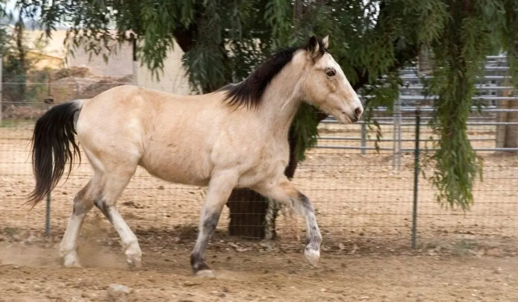 Gaited Horses