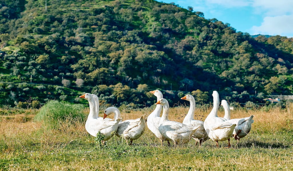 Geese flock 