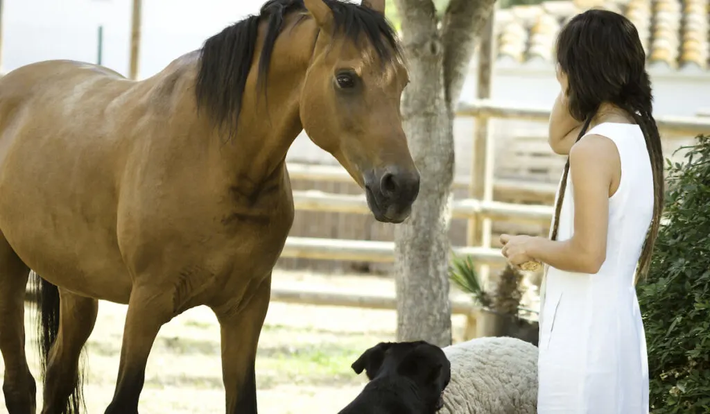 Girl caring for and stroking an Arabian breed horse