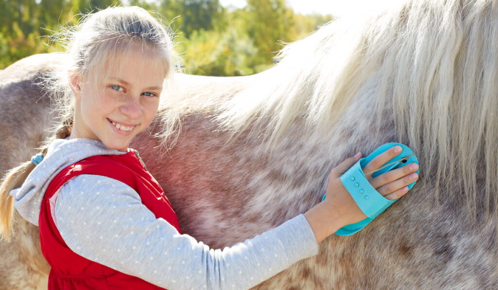 Girl grooming gypsy cob horse outside 