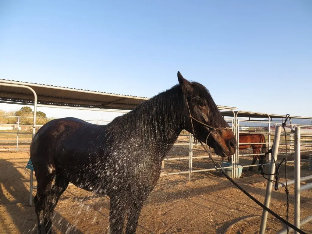 Giving a BLM Mustang a Bath