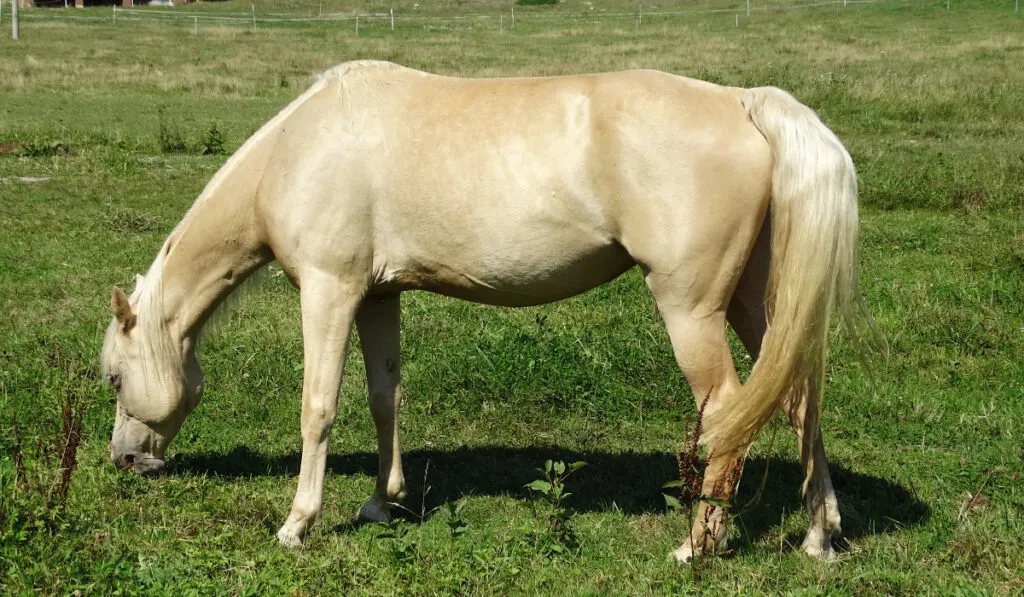 Gold champagne colour Tennessee Walking horse mare